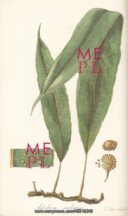: Oleandra articulata fern : Oleandra articulata fern