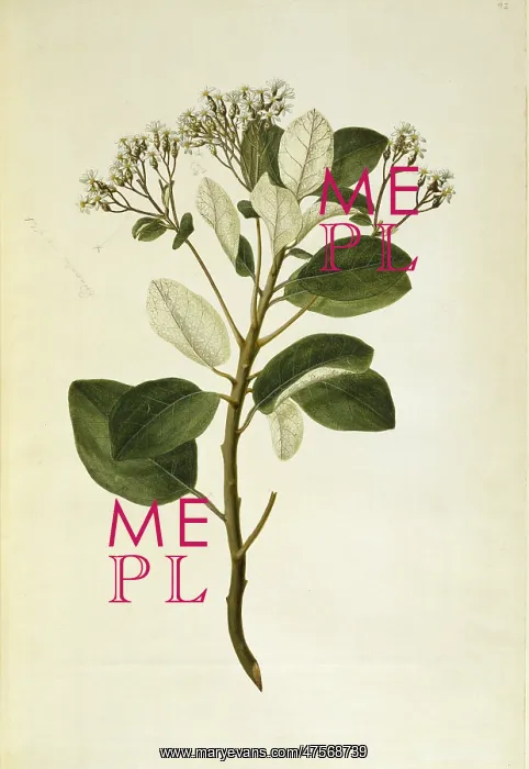 : Olearia furfuracea, tree daisy : Olearia furfuracea, tree daisy