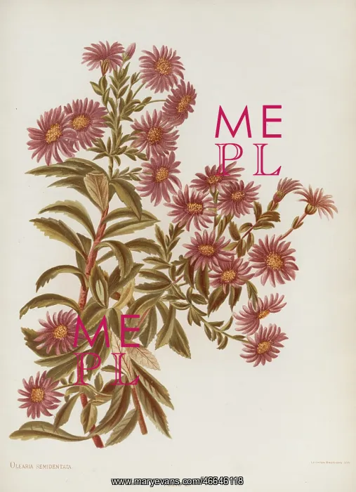 : Olearia Semidentata : Olearia Semidentata