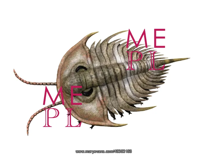 : Olenellus is an extinct trilobite from the Cambrian stage : Olenellus is an extinct trilobite from the Cambrian stage