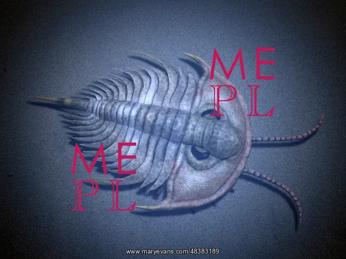 : Olenellus is an extinct trilobite from the Cambrian stage : Olenellus is an extinct trilobite from the Cambrian stage