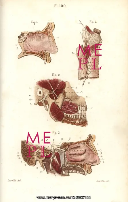 : Olfactory and maxillary nerves : Olfactory and maxillary nerves