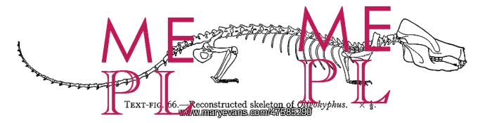 : Oligokyphus skeleton : Oligokyphus skeleton