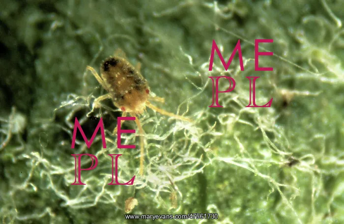 : Oligonychus ununguis, red spider mite : Oligonychus ununguis, red spider mite