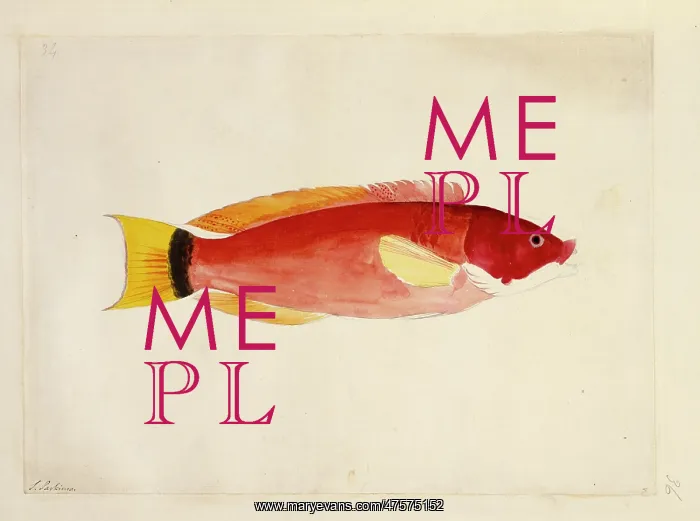 : Oligoplites saurus, leatherjacket : Oligoplites saurus, leatherjacket