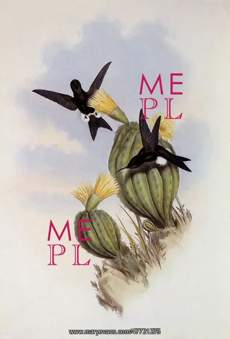 : Olive-Colored Puffleg, Eriocnemis SimpleX : Olive-Colored Puffleg, Eriocnemis SimpleX