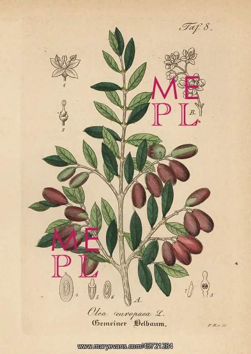 : Olive, Olea europaea : Olive, Olea europaea
