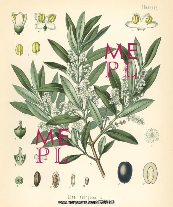 : Olive, Olea europaea : Olive, Olea europaea