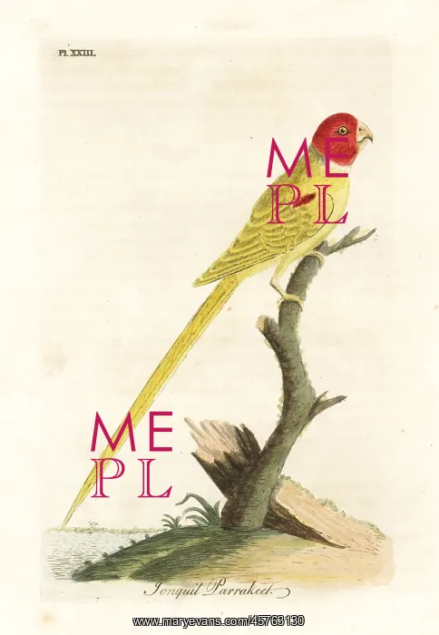 : Olive-shouldered parrot, Aprosmictus jonquillaceus : Olive-shouldered parrot, Aprosmictus jonquillaceus