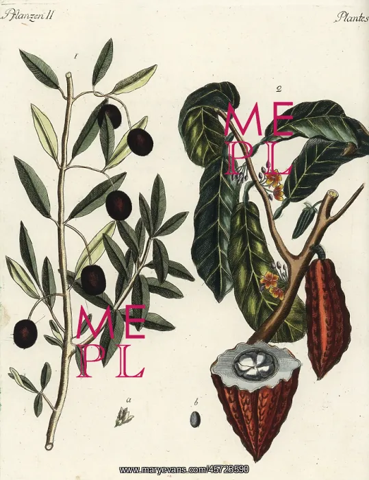 : Olive tree and cacao tree : Olive tree and cacao tree