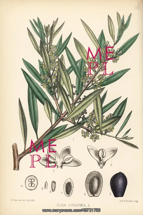 : Olive tree, Olea europaea : Olive tree, Olea europaea