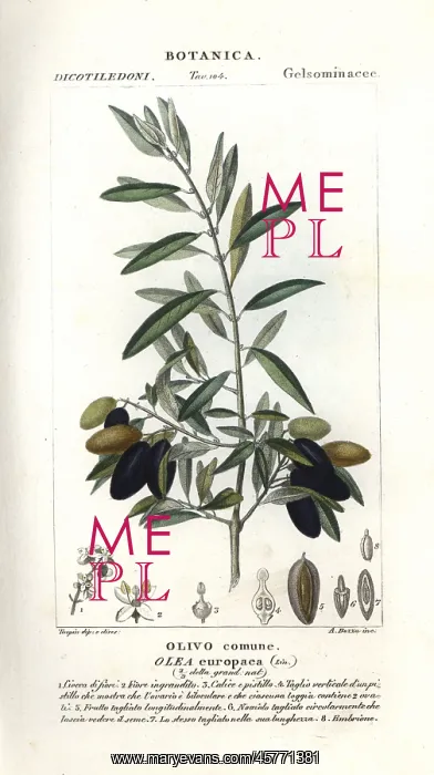 : Olive tree, Olea europaea : Olive tree, Olea europaea