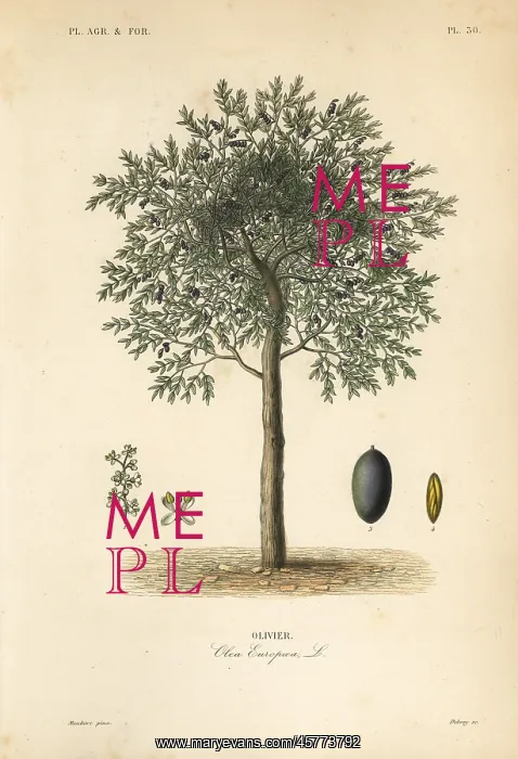 : Olive tree, Olea europaea : Olive tree, Olea europaea