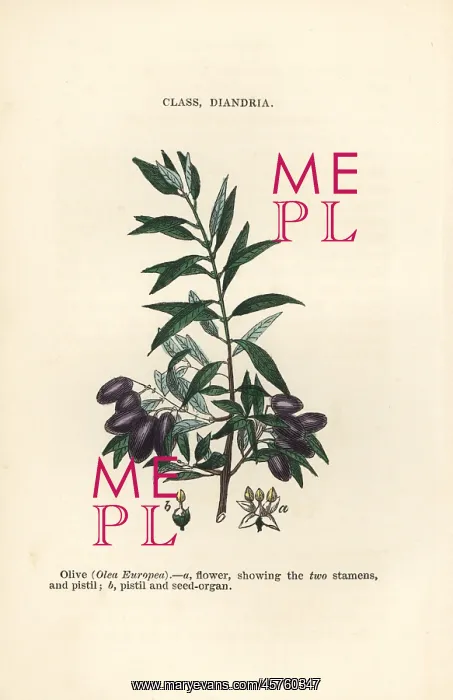 : Olive tree, Olea europea : Olive tree, Olea europea