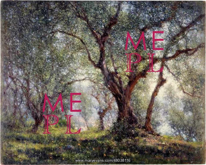 : Olive trees in Menton : Olive trees in Menton