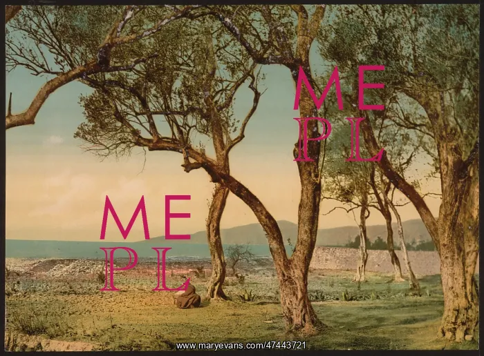: Olive trees, Mentone, Riviera : Olive trees, Mentone, Riviera