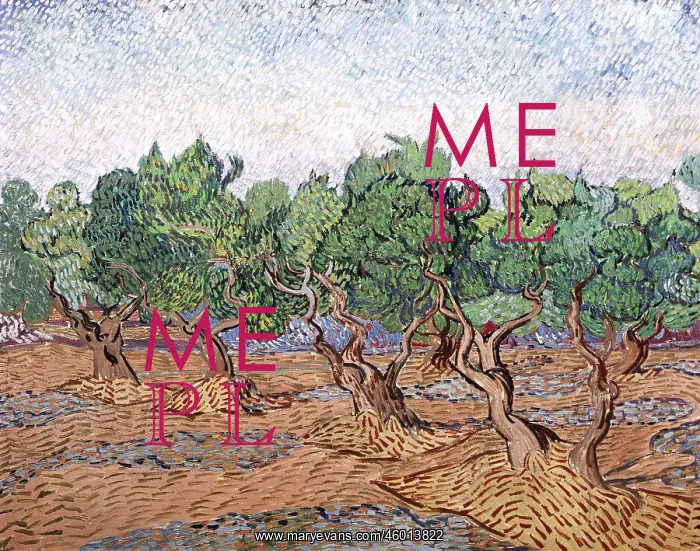 : olive trees, pink sky : olive trees, pink sky