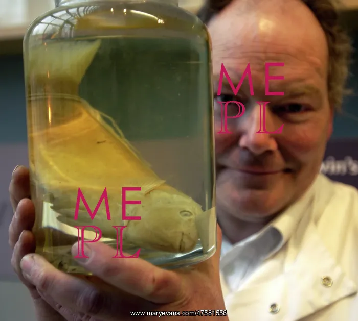 : Oliver Crimmen with Pseudoscarus lepidus specimen : Oliver Crimmen with Pseudoscarus lepidus specimen