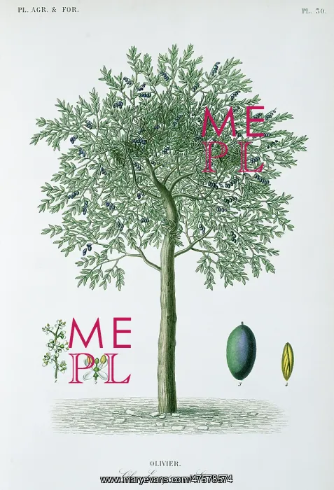 : Olivier, olive tree : Olivier, olive tree