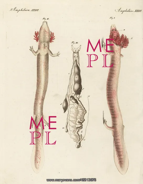 : Olm or proteus, Proteus anguinus, vulnerable : Olm or proteus, Proteus anguinus, vulnerable
