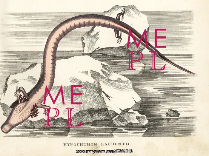  : Olm or proteus salamander, Proteus anguinus
