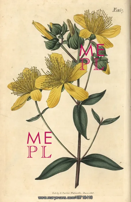 : Olympian St. John's wort, Hypericum olympicum : Olympian St. John's wort, Hypericum olympicum