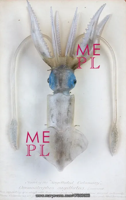  : Ommastrephes sagittatus, squid