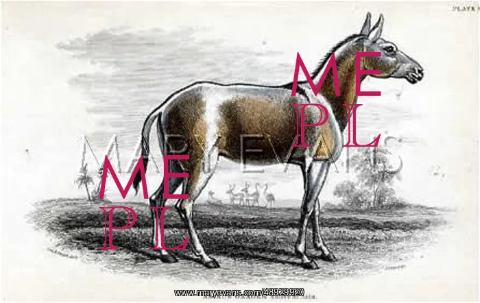  : ONAGER. A wild ass of Asia