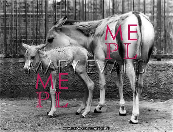 : ONAGER AND FOAL : ONAGER AND FOAL