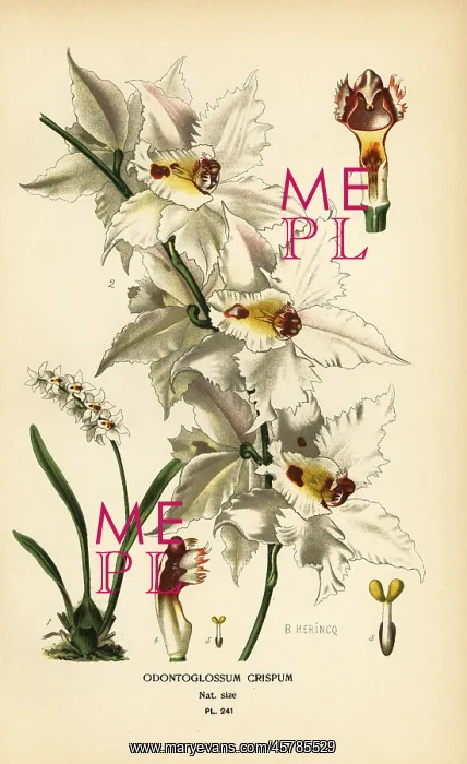 : Oncidium alexandrae orchid : Oncidium alexandrae orchid