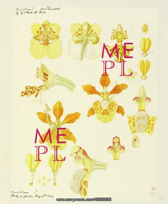 : Oncidium ampliatum, O. sphegiferum : Oncidium ampliatum, O. sphegiferum