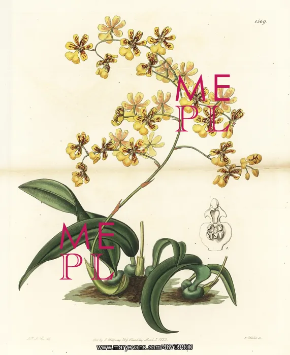 : Oncidium auricula orchid : Oncidium auricula orchid