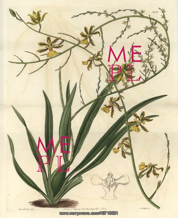: Oncidium baueri orchid : Oncidium baueri orchid