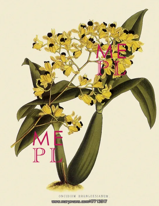  : Oncidium Brunleesianum