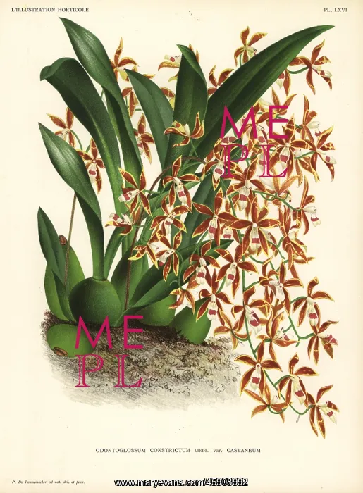 : Oncidium constrictum orchid : Oncidium constrictum orchid