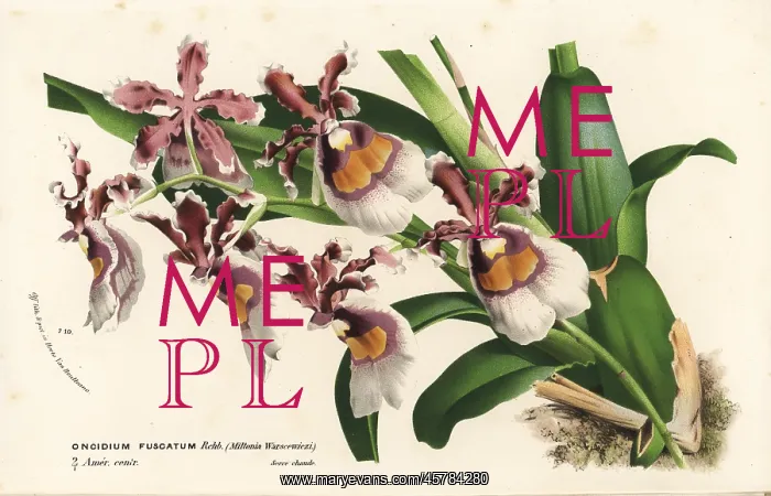 : Oncidium fuscatum orchid : Oncidium fuscatum orchid