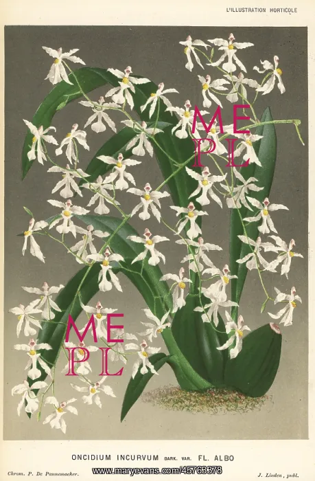 : Oncidium incurvum orchid : Oncidium incurvum orchid