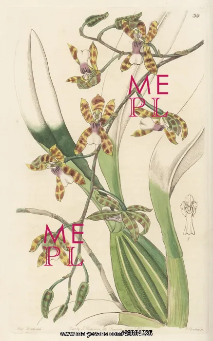 : Oncidium laeve orchid : Oncidium laeve orchid
