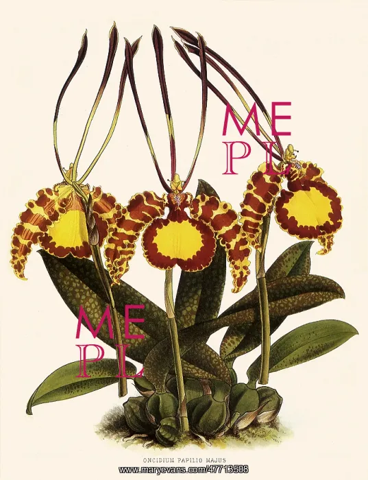  : Oncidium Papilio