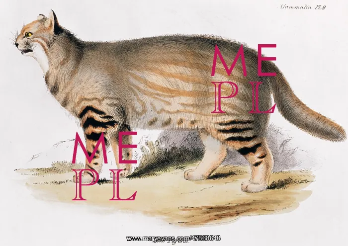 : Oncifelis colocolo, pampas cat : Oncifelis colocolo, pampas cat