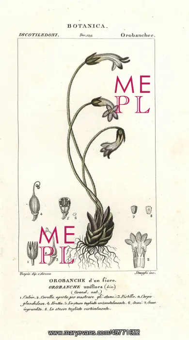  : One-flowered broomrape, Orobanche uniflora