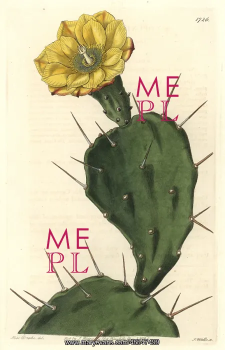 : One-spined opuntia or drooping prickly pear : One-spined opuntia or drooping prickly pear