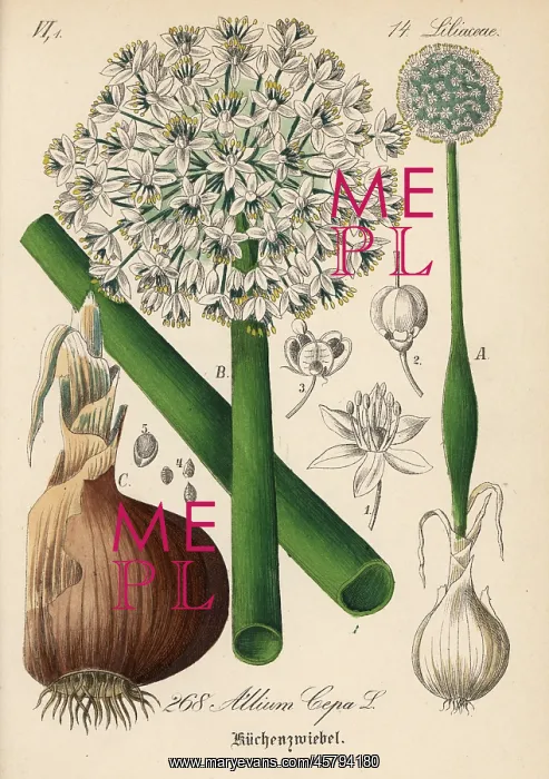 : Onion, Allium cepa : Onion, Allium cepa