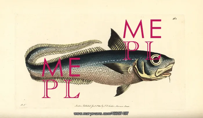 : Onion-eye grenadier fish, Macrourus berglax : Onion-eye grenadier fish, Macrourus berglax