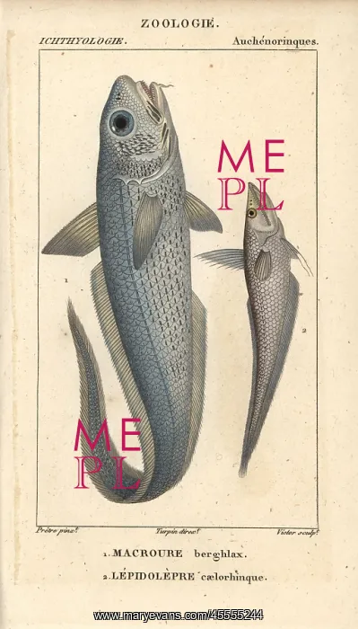 : Onion-eye grenadier, Macrourus berglax, and : Onion-eye grenadier, Macrourus berglax, and