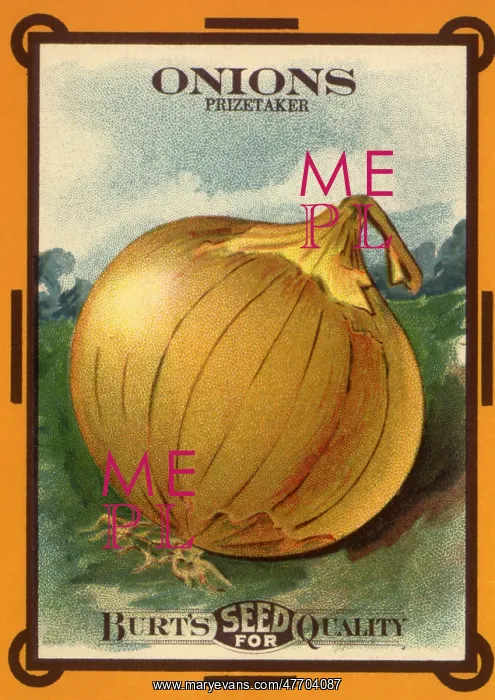  : Onion Seed Packet