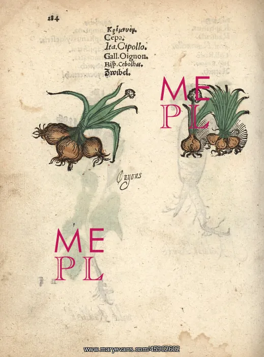 : Onions, Allium cepa : Onions, Allium cepa