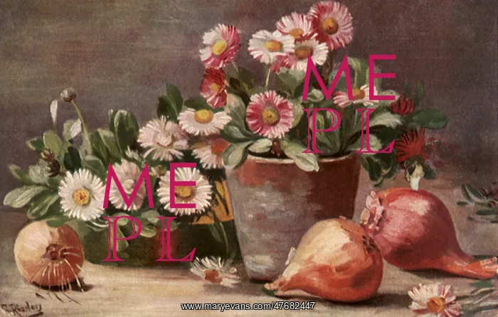  : Onions and Daisies