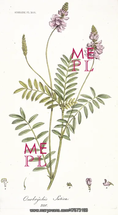 : Onobrychis sativa, sainfoin seed : Onobrychis sativa, sainfoin seed