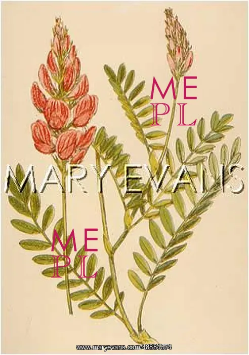  : ONOBRYCHIS VICIAEFOLIA